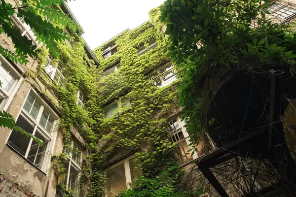 plantas-trepadeiras