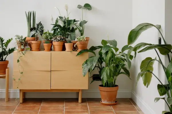 plantas-que-energizam-a-casa