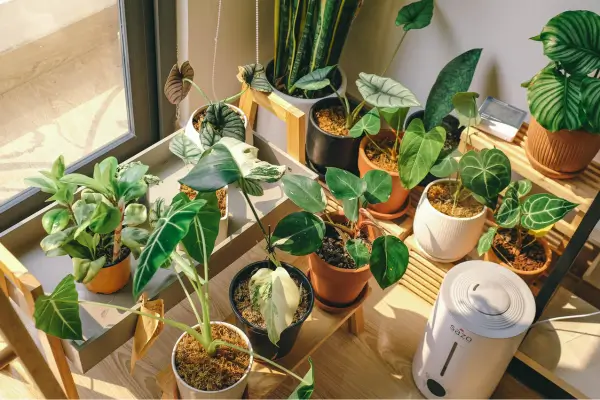 plantas-que-purificam-o-ambiente