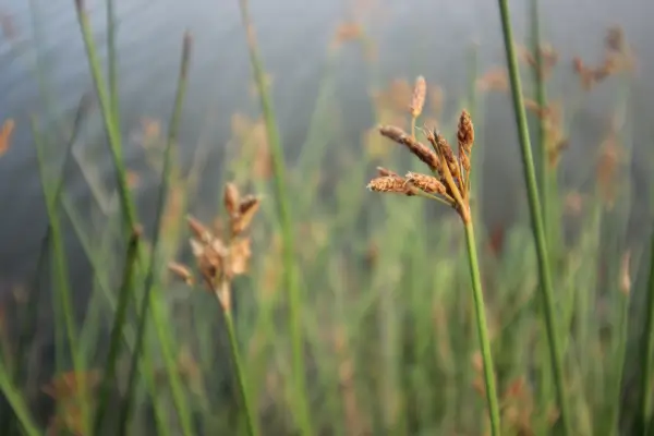 capim-tiririca