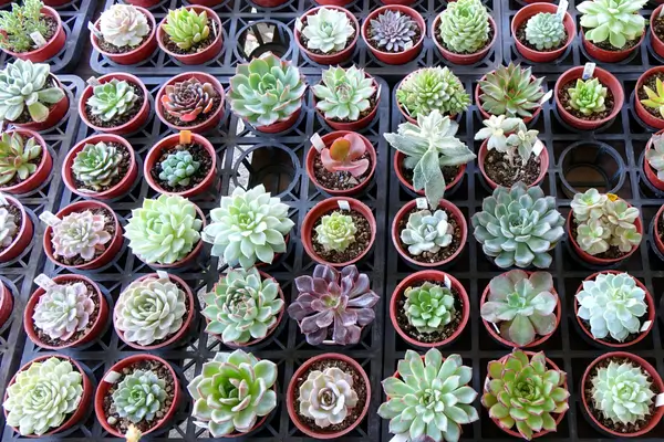 plantas-resistentes-a-seca
