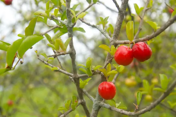 como-cuidar-de-acerola