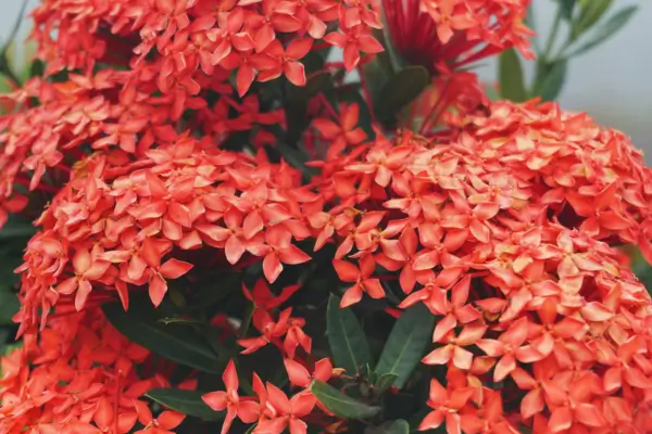 como-cuidar-de-ixora