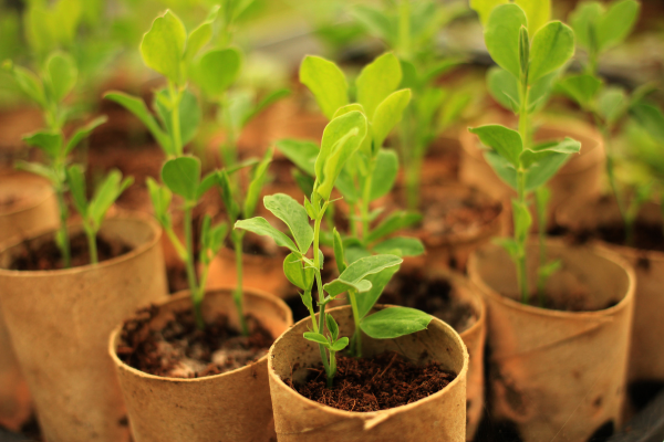 como-fazer-muda-de-plantas
