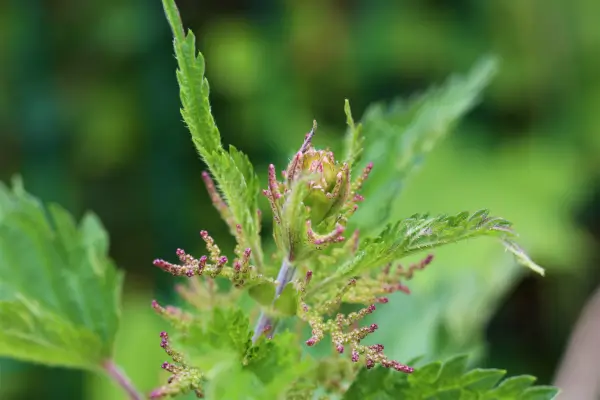 urtica-dioica