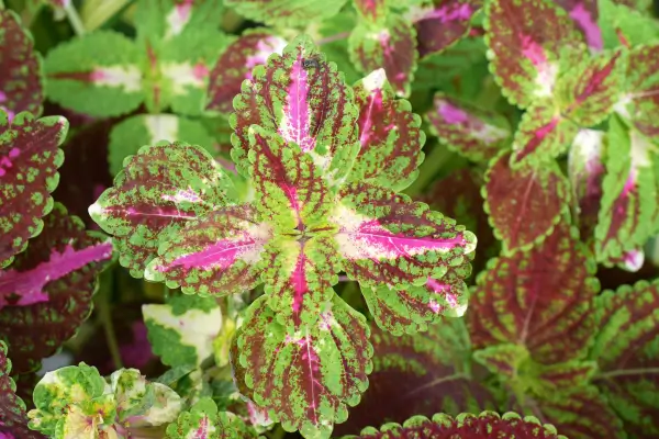 coleus