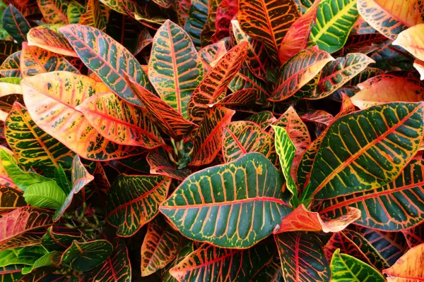 croton