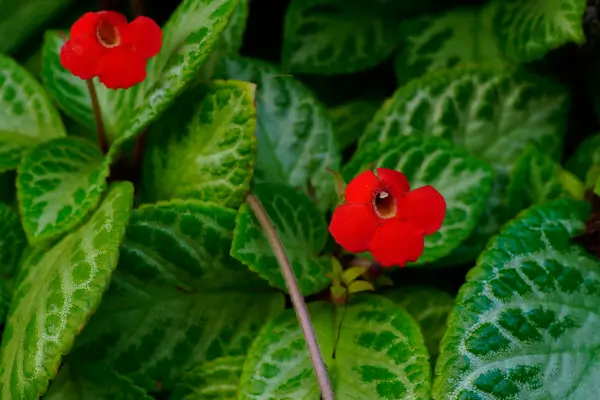 planta-tapete-da-rainha