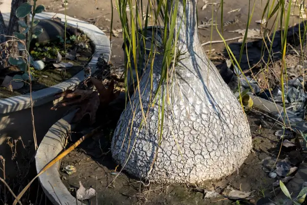 planta-pata-de-elefante