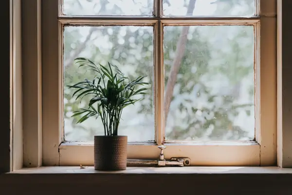 como-saber-se-a-planta-precisa-de-mais-luz