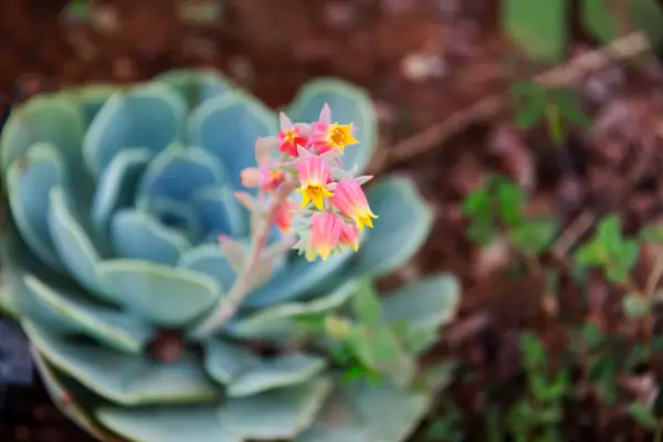 echeveria-elegans