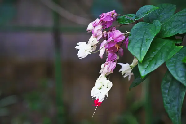 planta-lagrima-de-cristo