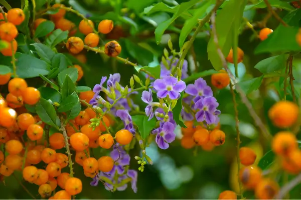 planta-pingo-de-ouro