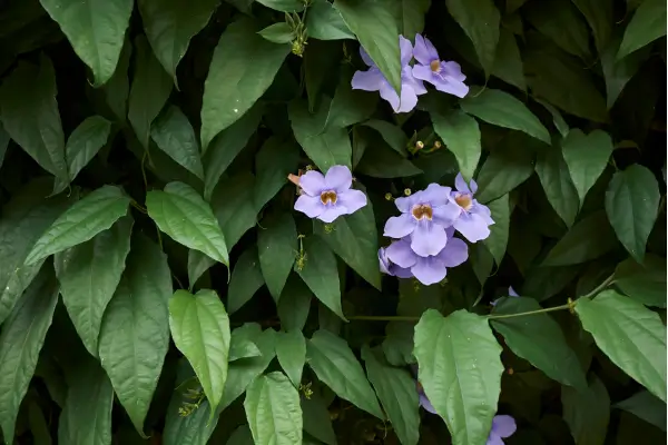 thunbergia