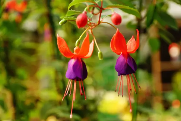 planta-brinco-de-princesa