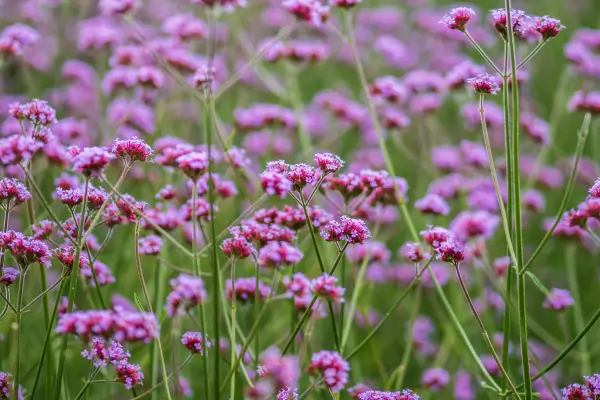 planta-verbena