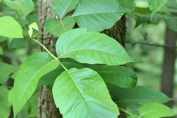 planta-hera-venenosa