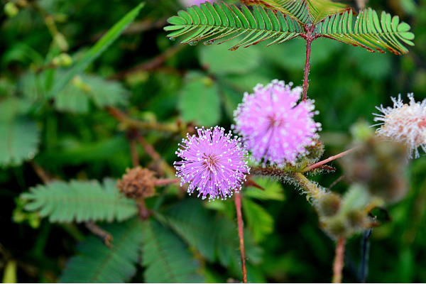 mimosa-pudica