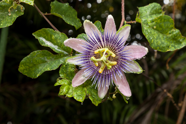 planta-flor-da-paixao