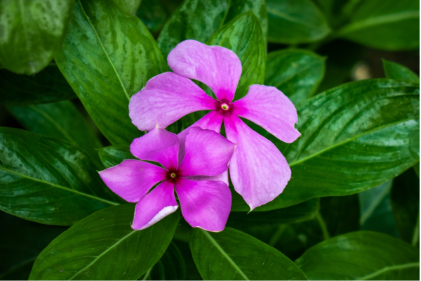planta-vinca