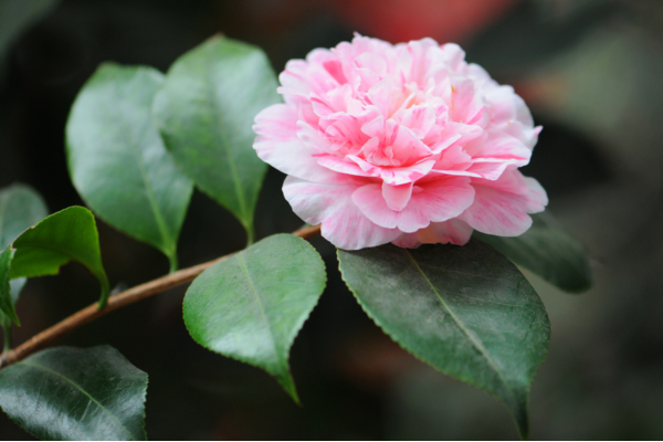 camelia
