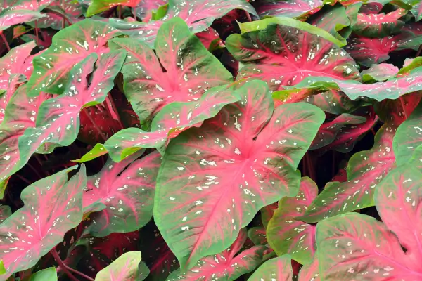 tipos-de-caladium