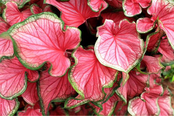 caladium