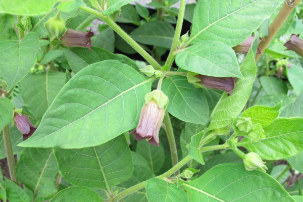 planta-beladona