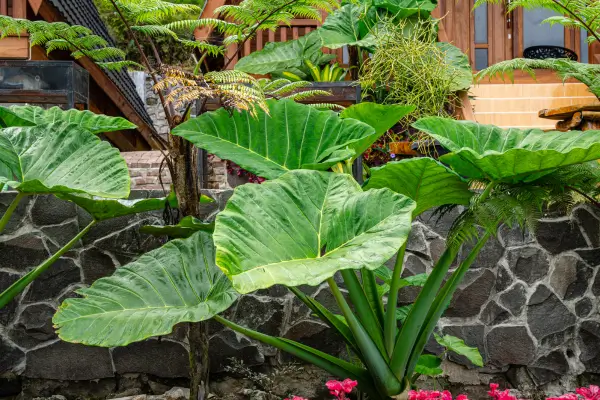 alocacia-macrorrhizos