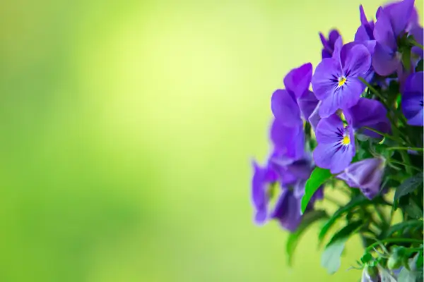 como-cuidar-de-violeta