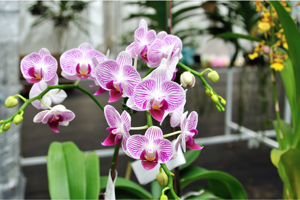 minhas-orquideas-não-florescem
