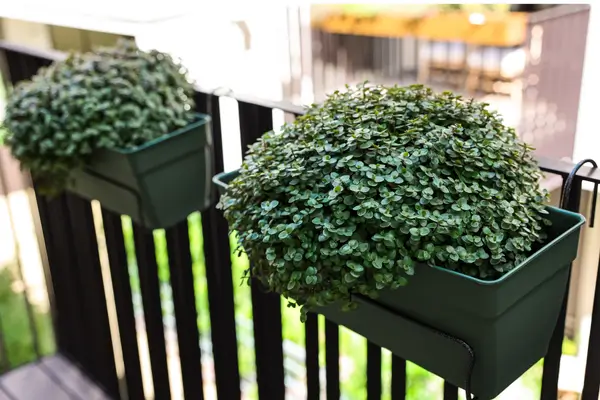 plantas-que-atraem-dinheiro