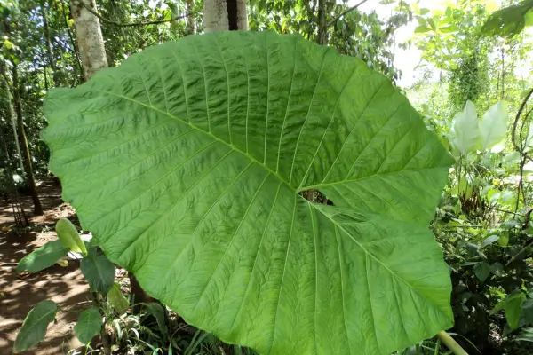 planta-orelha-de-elefante