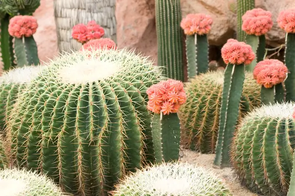 cactos-que-dão-flores