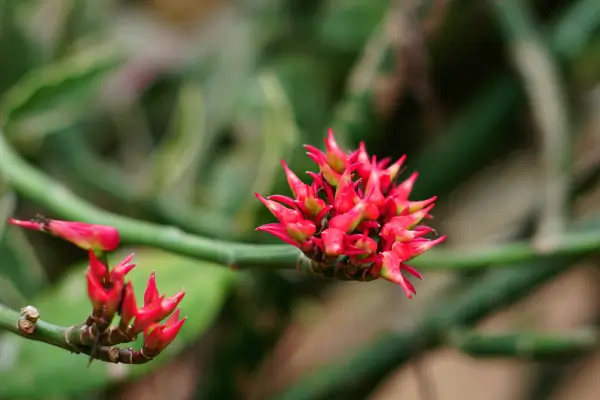 Euphorbia-tithymaloides