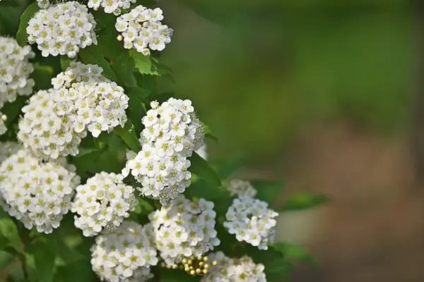 planta-buque-de-noiva