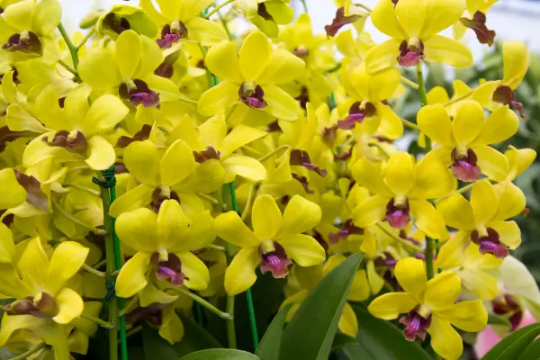 luz-ideal-para-orquideas