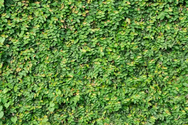 trepadeira-unha-de-gato