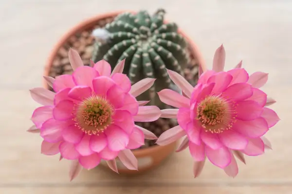 como-cuidar-de-cactos