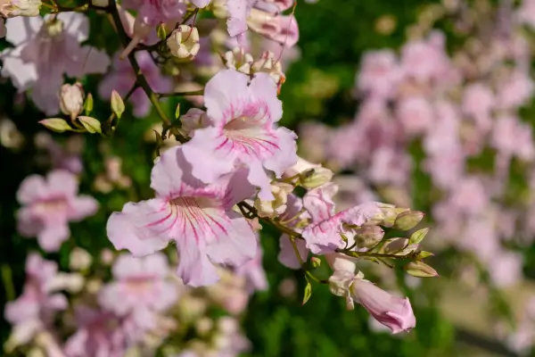 trepadeira-sete-leguas