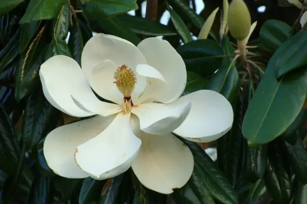 magnolia-branca