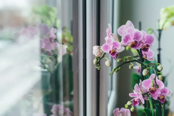 orquidea-falaenopsis