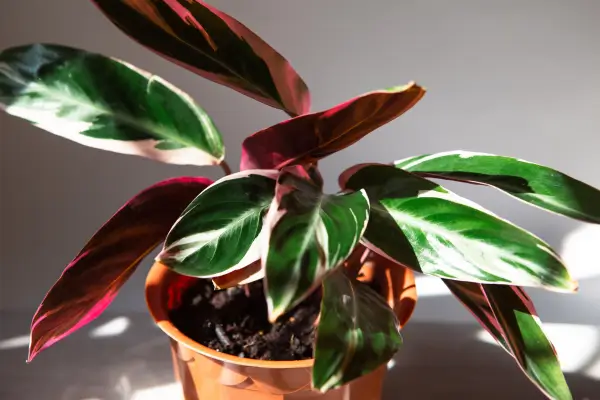 maranta-tricolor
