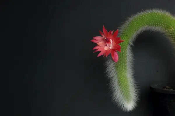 cacto-rabo-de-macaco