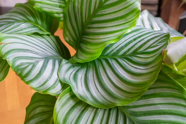Calathea orbifolia