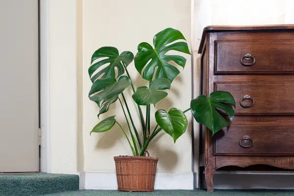 como-cuidar-de-costela-de-adao