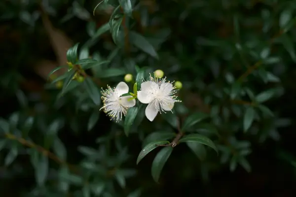 como-fazer-muda-de-murta