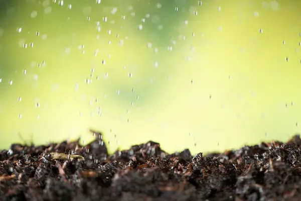 como-fazer-substrato-para-bonsai