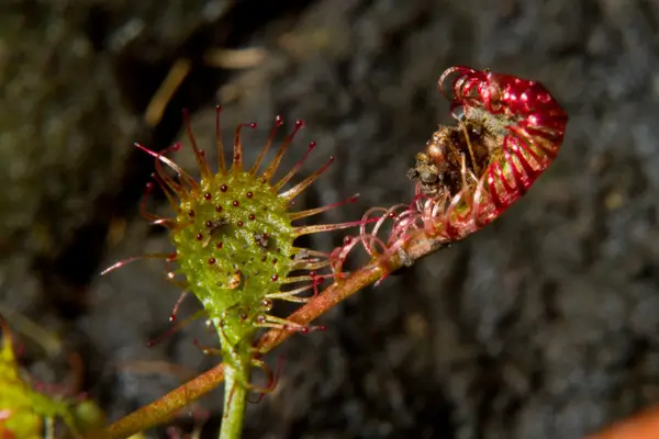 drosera