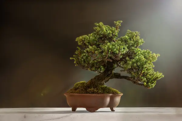 tecnica-de-jin-e-shari